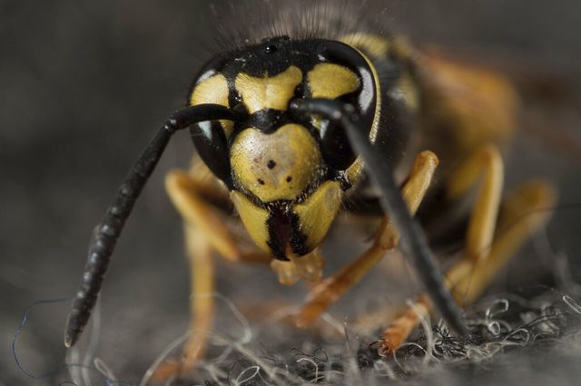This is a close-up photo of a yellow jacket.
